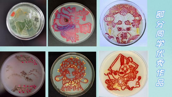 微生物平板大赛的样图图片